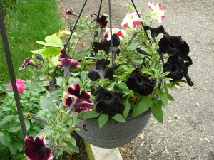 Here's another hanging basket that Mom made.